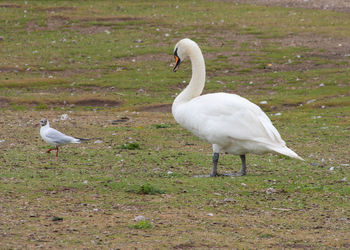 Bird on white background