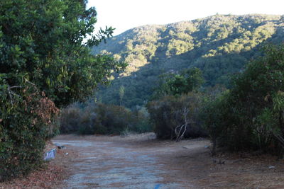 Scenic view of forest