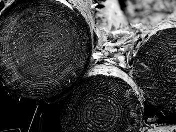 Close-up of logs on tree stump