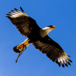 Low angle view of bird flying against blue sky