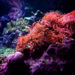 Close-up of coral in sea