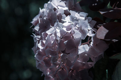 Close-up of white hydrangea