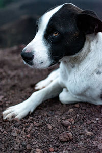 Close-up of dog looking away