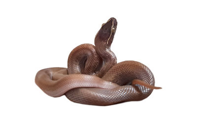 Close-up of snake against white background