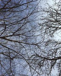 Low angle view of bare trees against sky