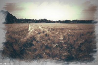 Close-up of tree on field against sky