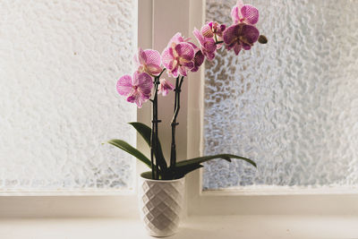 Close-up of flowers in vase at home