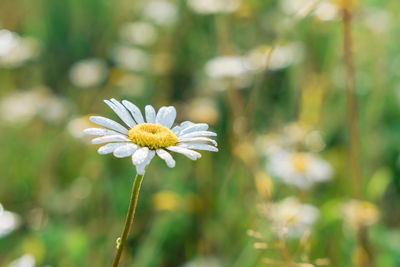 Close-up of white daisy flower