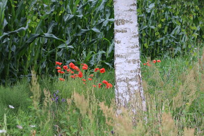 Close-up of red poppy flowers on field