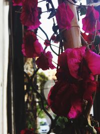 Close-up of pink flower blooming outdoors