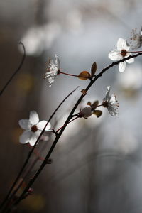 Close-up of white cherry blossoms in spring