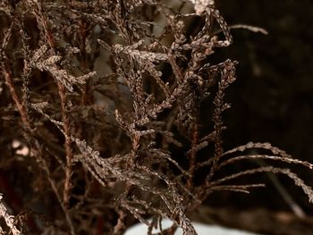 Close-up of snow on plant