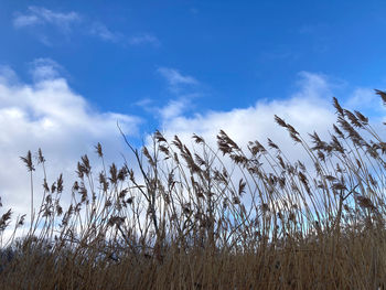 Low angle view of stalks against sky