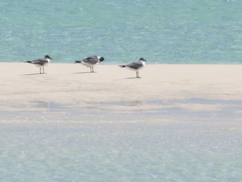 Birds perching on shore