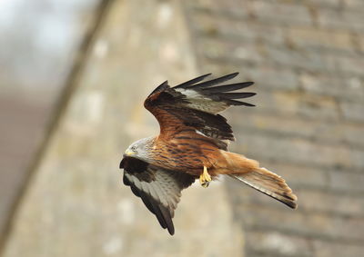 Close-up of falcon flying