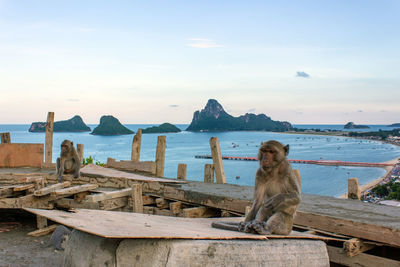 Monkeys sitting on wooden structure against sea