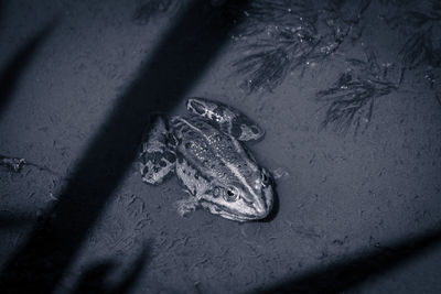 High angle view of frog in water