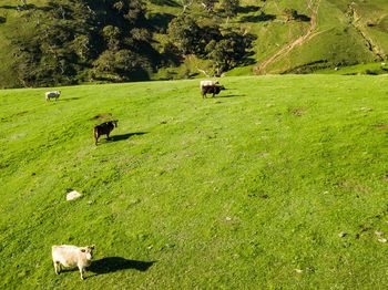 High angle view of cows on land