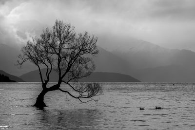 Bare tree by lake against sky