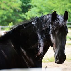 Close-up of horse