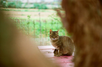 Portrait of cat sitting outdoors