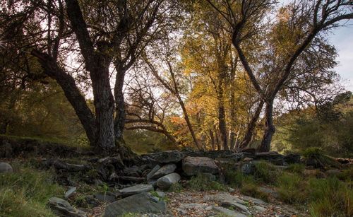 Trees in forest during autumn