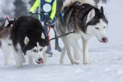 Portrait of dogs on snow covered landscape