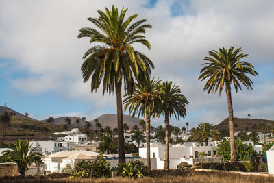 Low angle view of palm trees against buildings