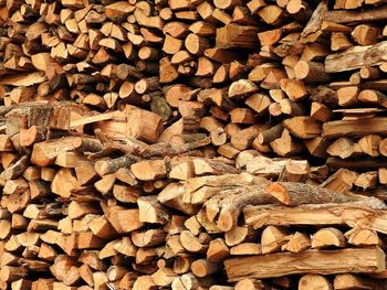 Stack of logs in forest