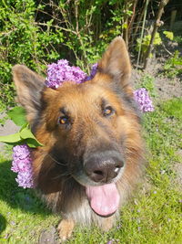 Close-up portrait of a dog