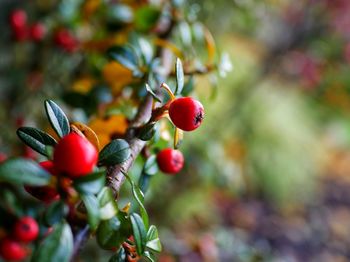 Close-up of red berries growing on green leaved shrub
