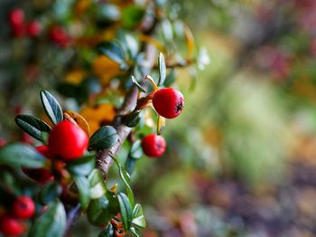 Close-up of red berries growing on tree