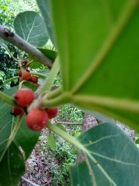 Close-up of berries growing on plant