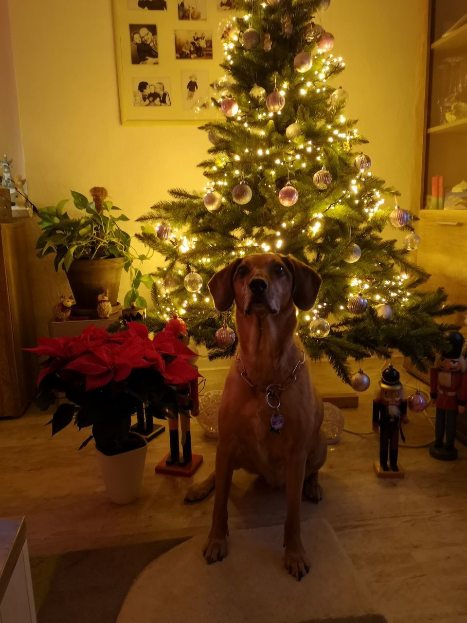 PORTRAIT OF DOG IN ILLUMINATED CHRISTMAS TREE