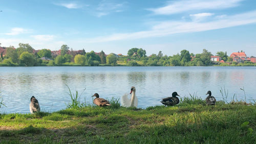 Lake scene with ducks and swan