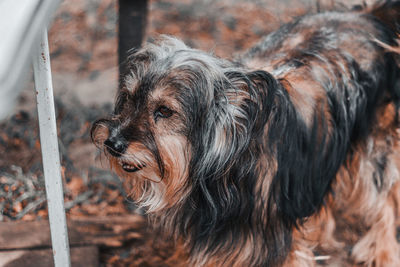 Close-up of dog looking away