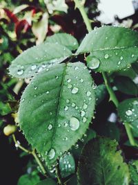 Close-up of wet plant leaves during rainy season