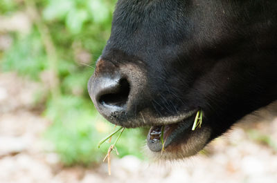 Close-up of an animal