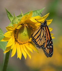 Close-up of butterfly pollinating on yellow flower
