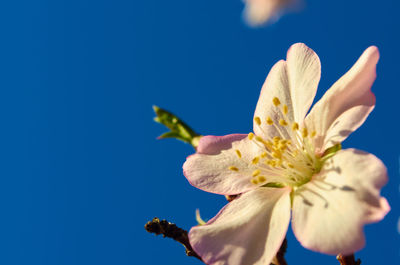 Close-up of flowering plant against blue sky