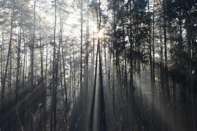 Low angle view of trees in forest