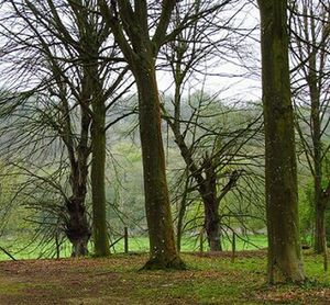 Trees on landscape