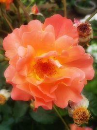 Close-up of flower blooming outdoors