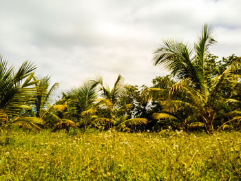 Palm trees on field against sky