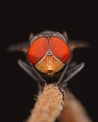 Close-up of insect on flower against black background