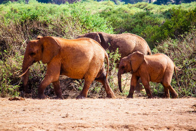 Elephants with calf on field at national park