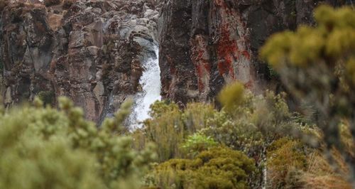 Scenic view of waterfall in forest