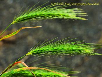 Close-up of caterpillar on plant