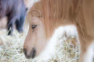 Close-up of a horse