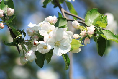 Close-up of white flowers blooming on tree